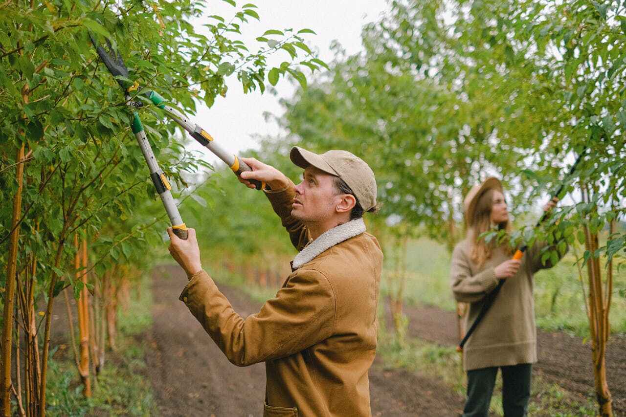 Best Commercial Tree Services  in River Ridge, FL